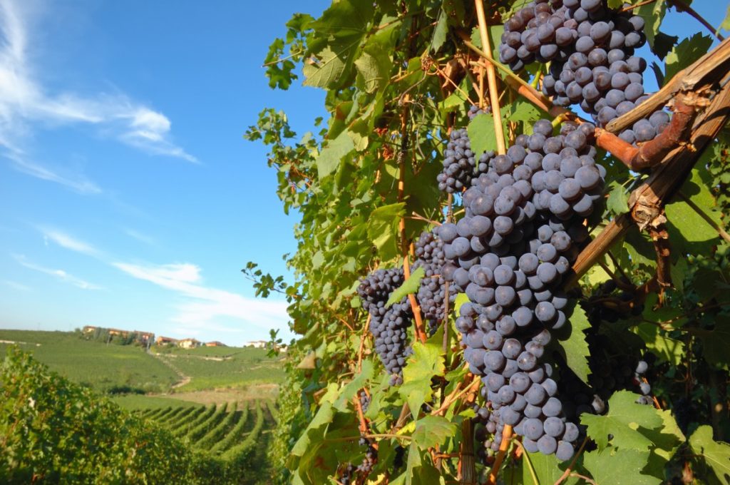 vigna
