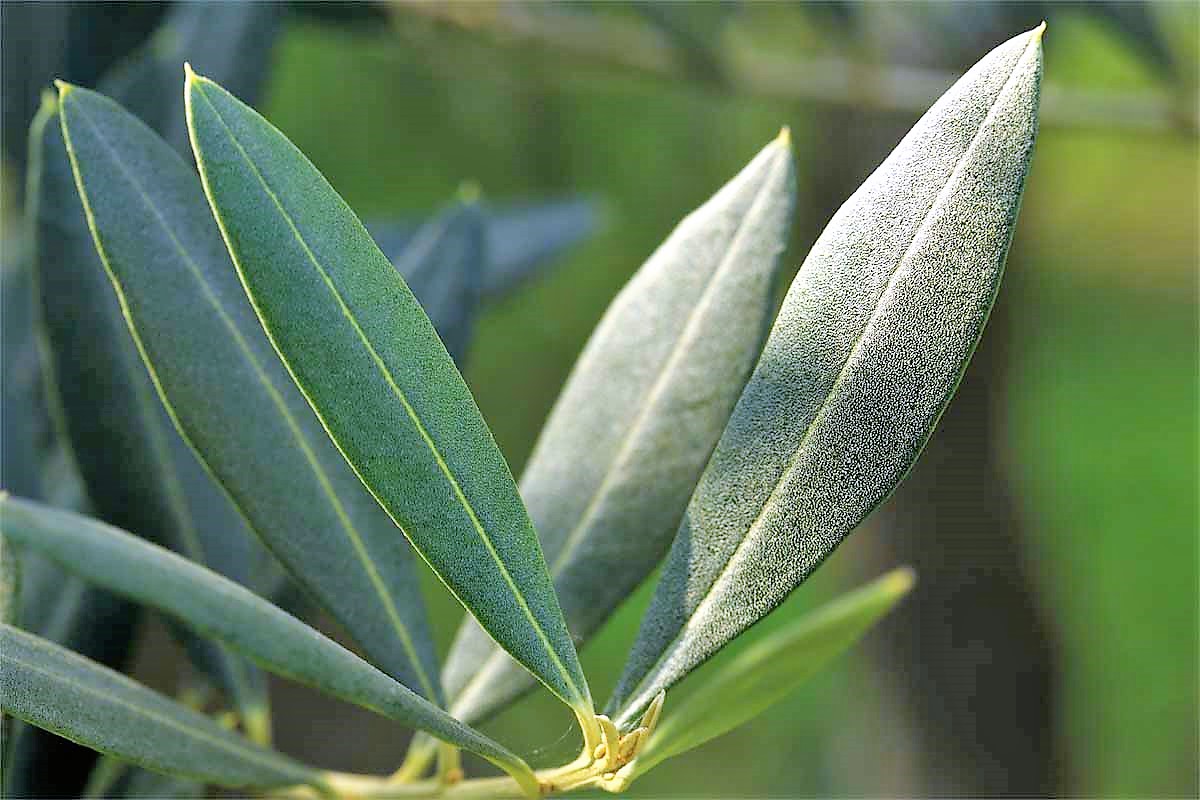 olivo