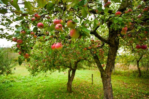 melo_frutto_giardino600-500x333